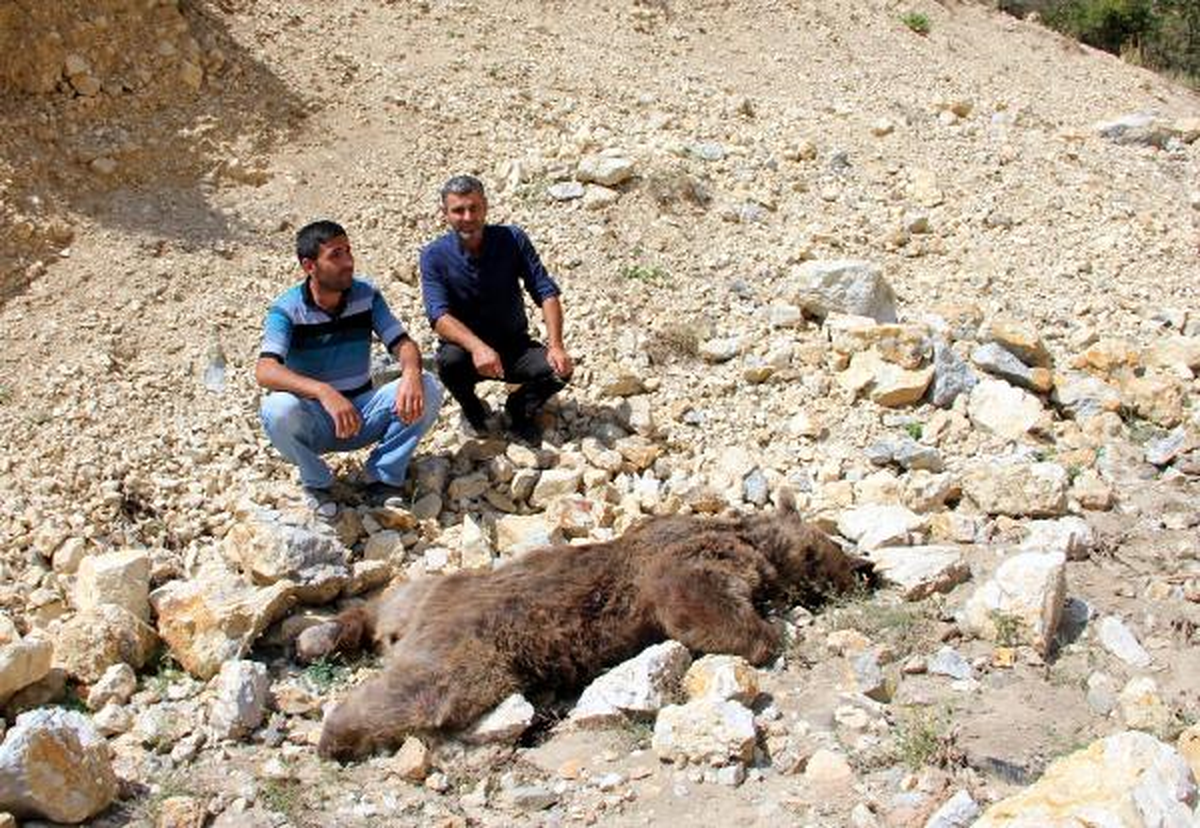 Erzurum\'da Boz Ayıyı Vurdular