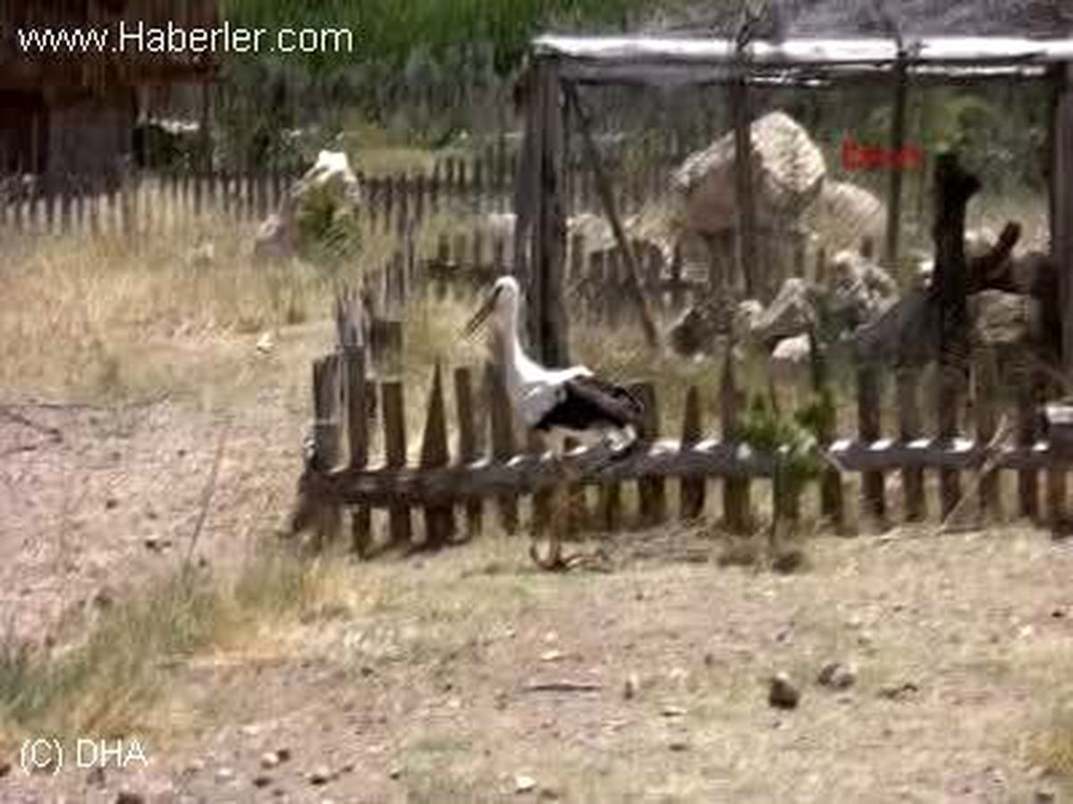 Burdur Lisinia'da Tedavi Edilen 8 Yabani Kuş Doğaya Bırakıldı