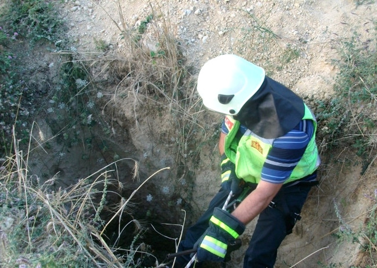 İki Yaban Domuzu 3 Metrelik Çukura Düştü