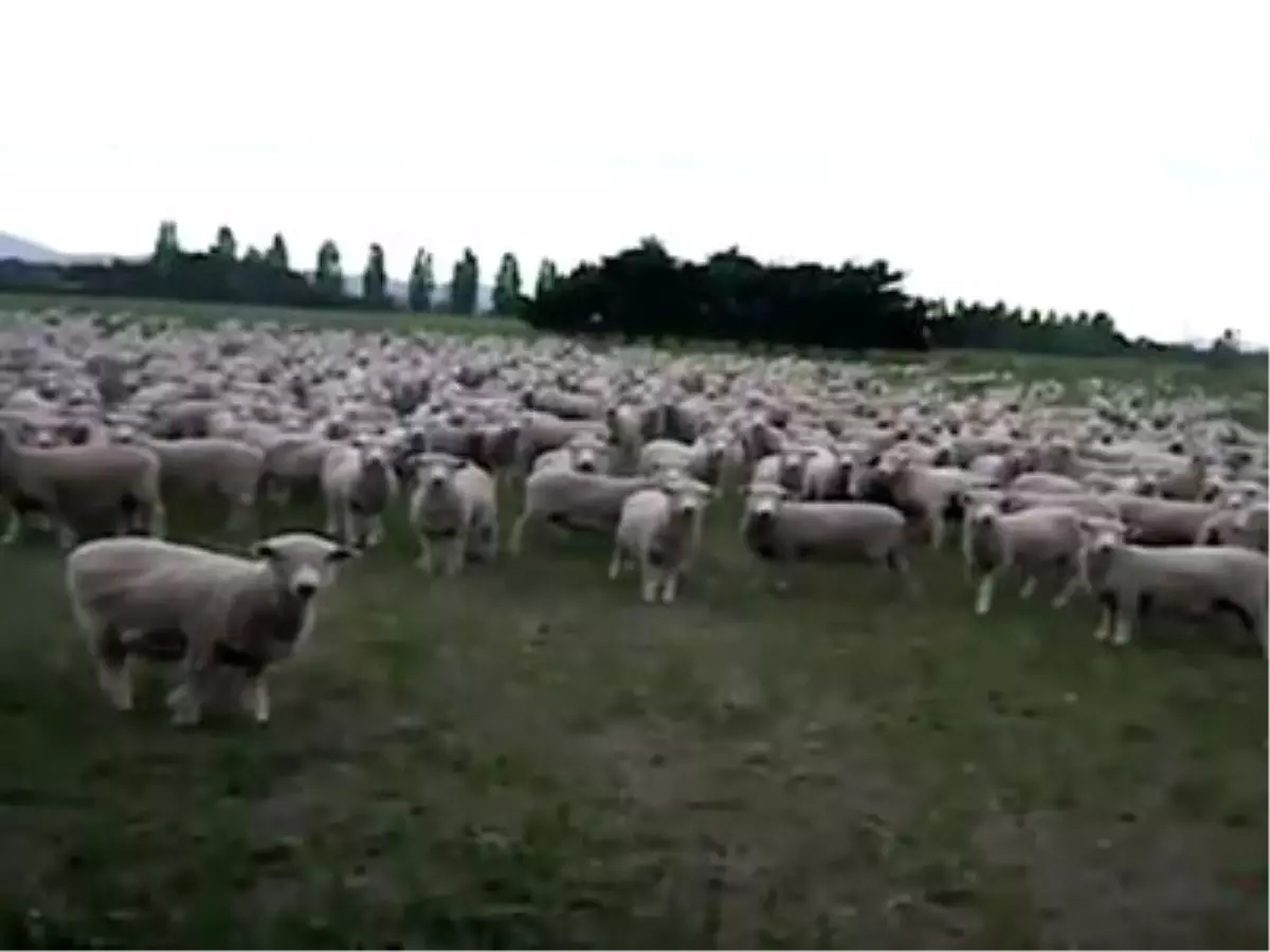 Koyunlar Da Protesto Eder