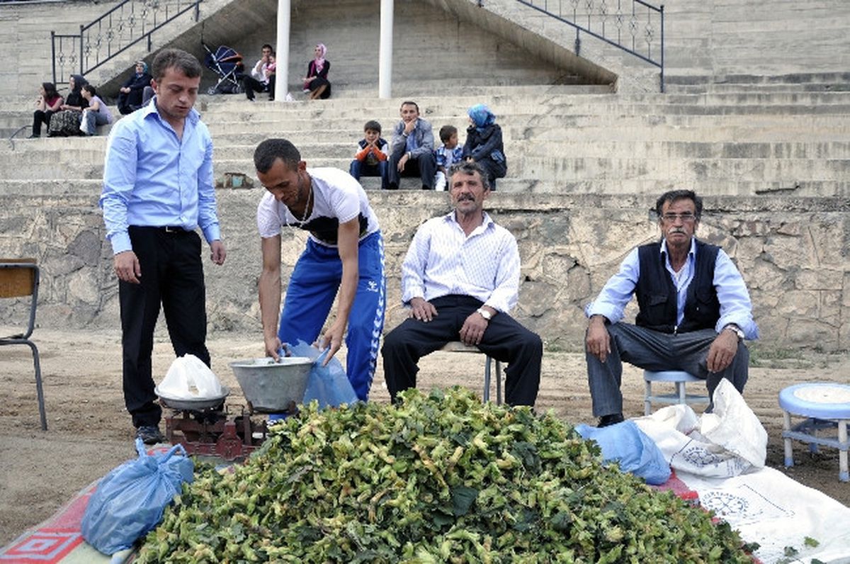 Kürtün Fındığı Piyasaya Çıktı