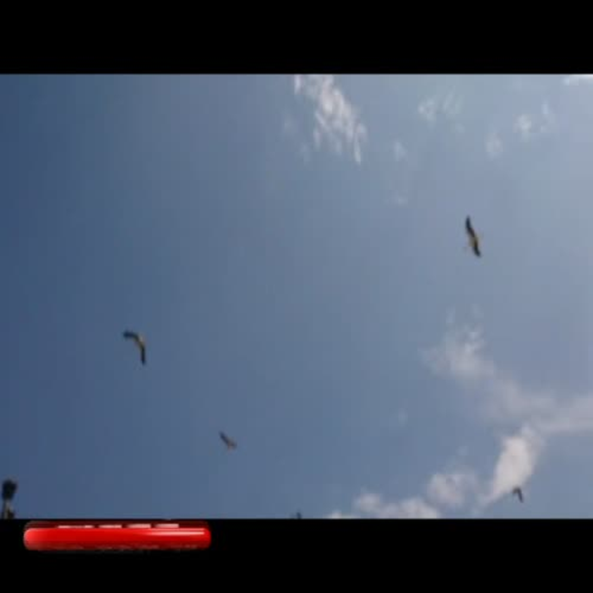 Kuşların Dansı Hayran Bıraktı