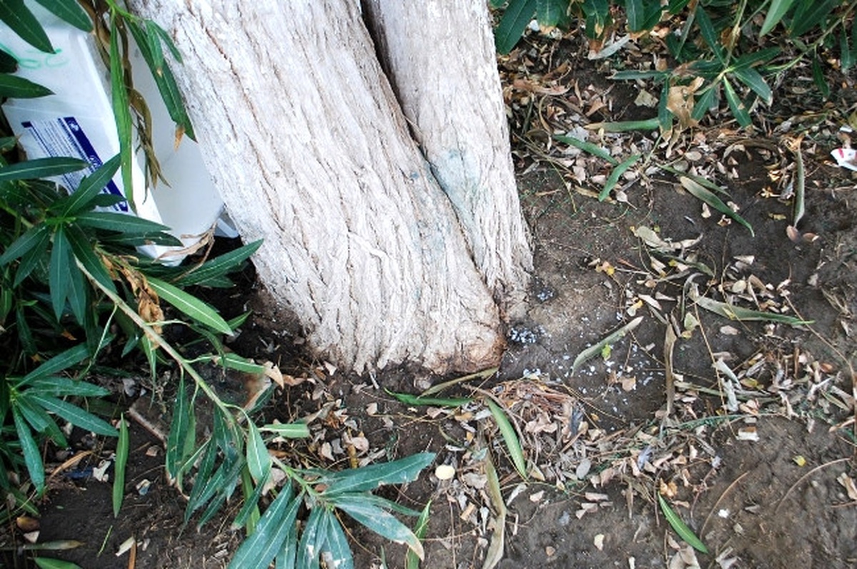 Mudanyalılar Asırlık Ağaçların Kurutulmasına Tepkili