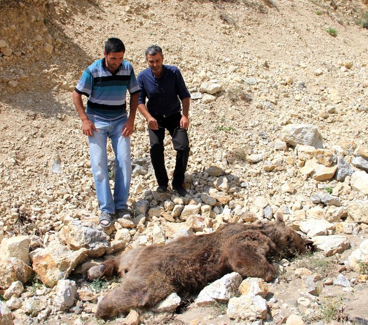Oltu\'da Silahla Vurulmuş Boz Ayı Bulundu