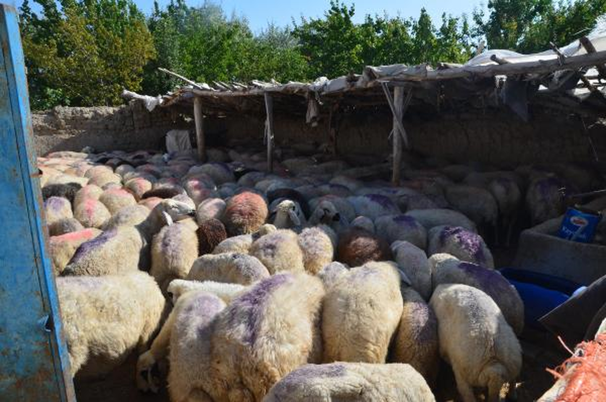 85 Koyunu Çalındı, Hırsızlar Çalışanı Çıkınca Şikayetçi Olmadı