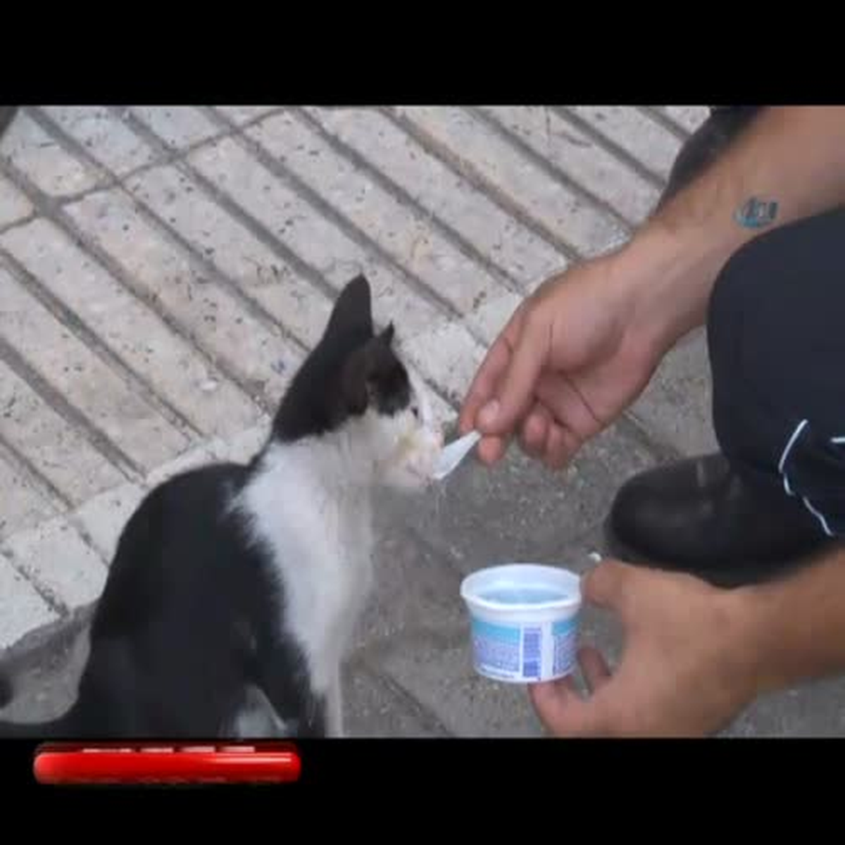 Adana\'da Sıcaktan Bunalan Kedi Dondurmayla Serinledi