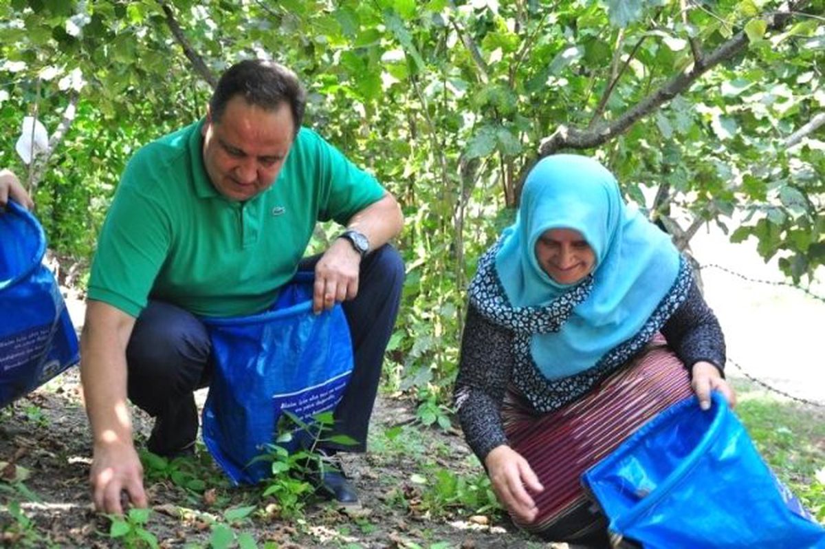 Başkan Aksu Fındık Topladı