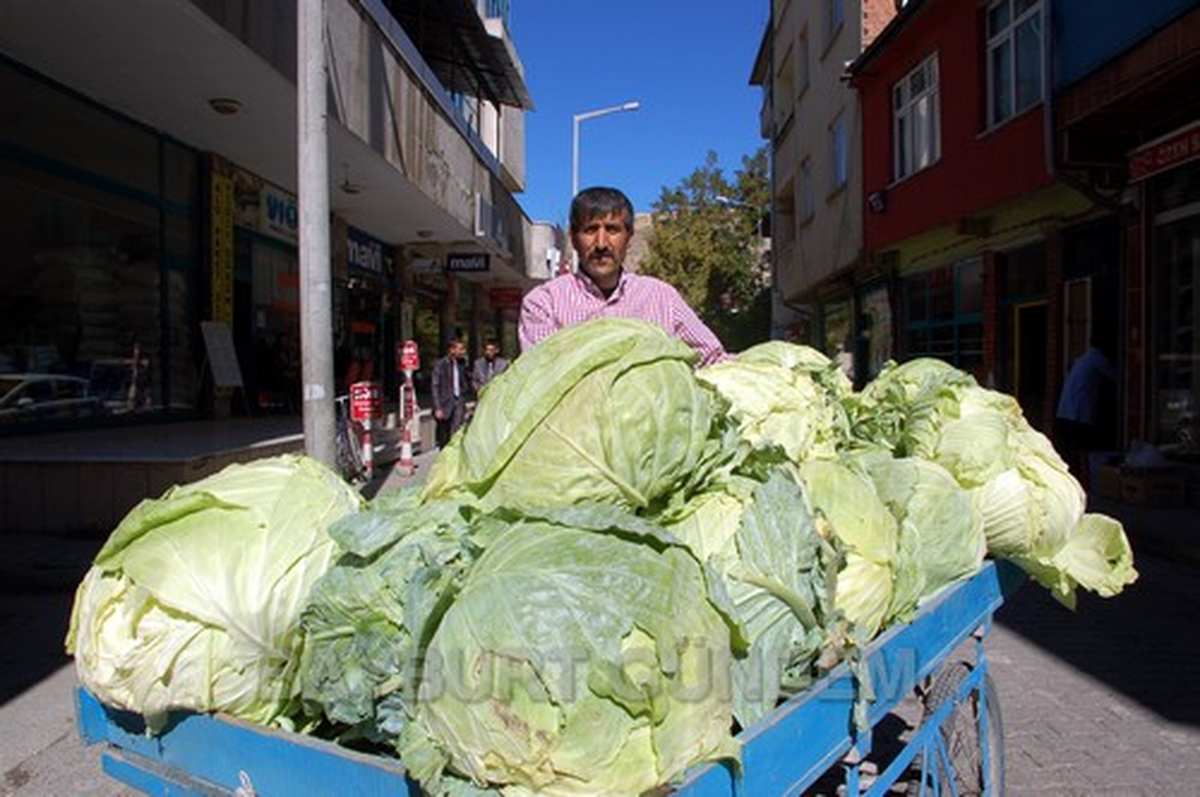 Bayburt Lahanası Tezgahlarda Yerini Aldı