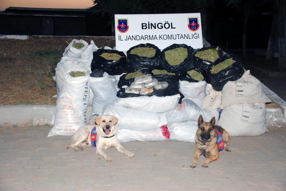Bingöl\'de 1 Ton 290 Kilo Esrar, 1 Milyon 300 Kök Kenevir Ele Geçti: 10 Gözaltı