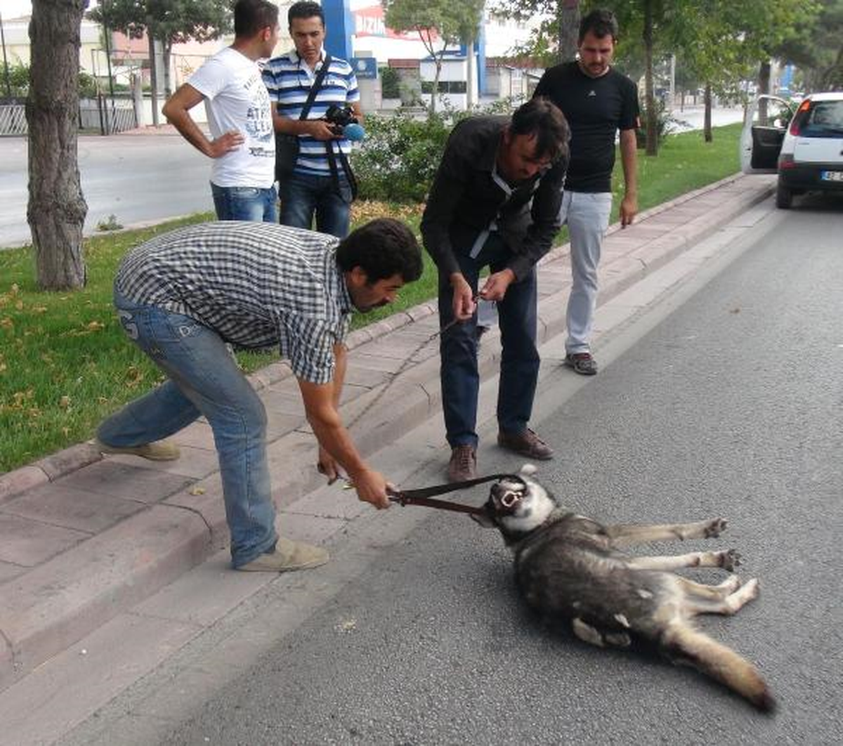 Caddeden Geçerken Otomobil Çarpan Sokak Köpeğinin Arka Bacakları Kırıldı