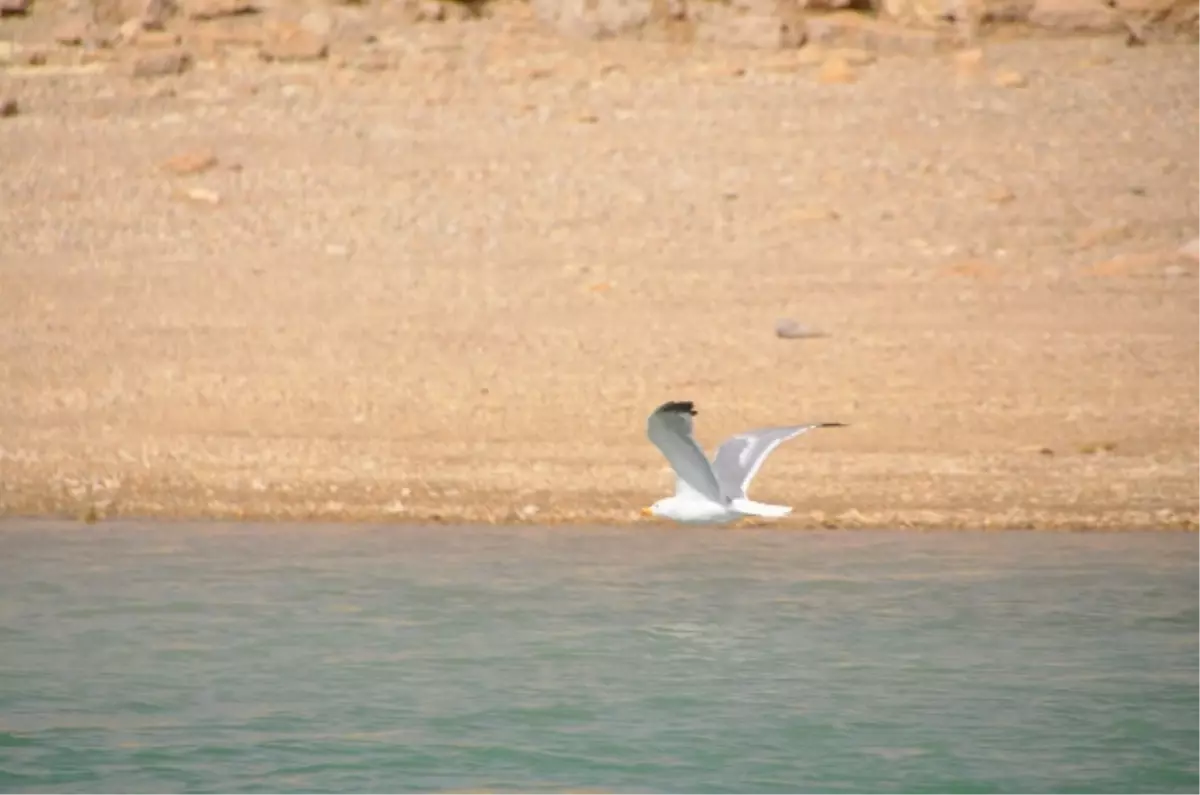 Kılıçkaya Barajındaki Yasemin Bahçesi İlgi Odağı Oluyor