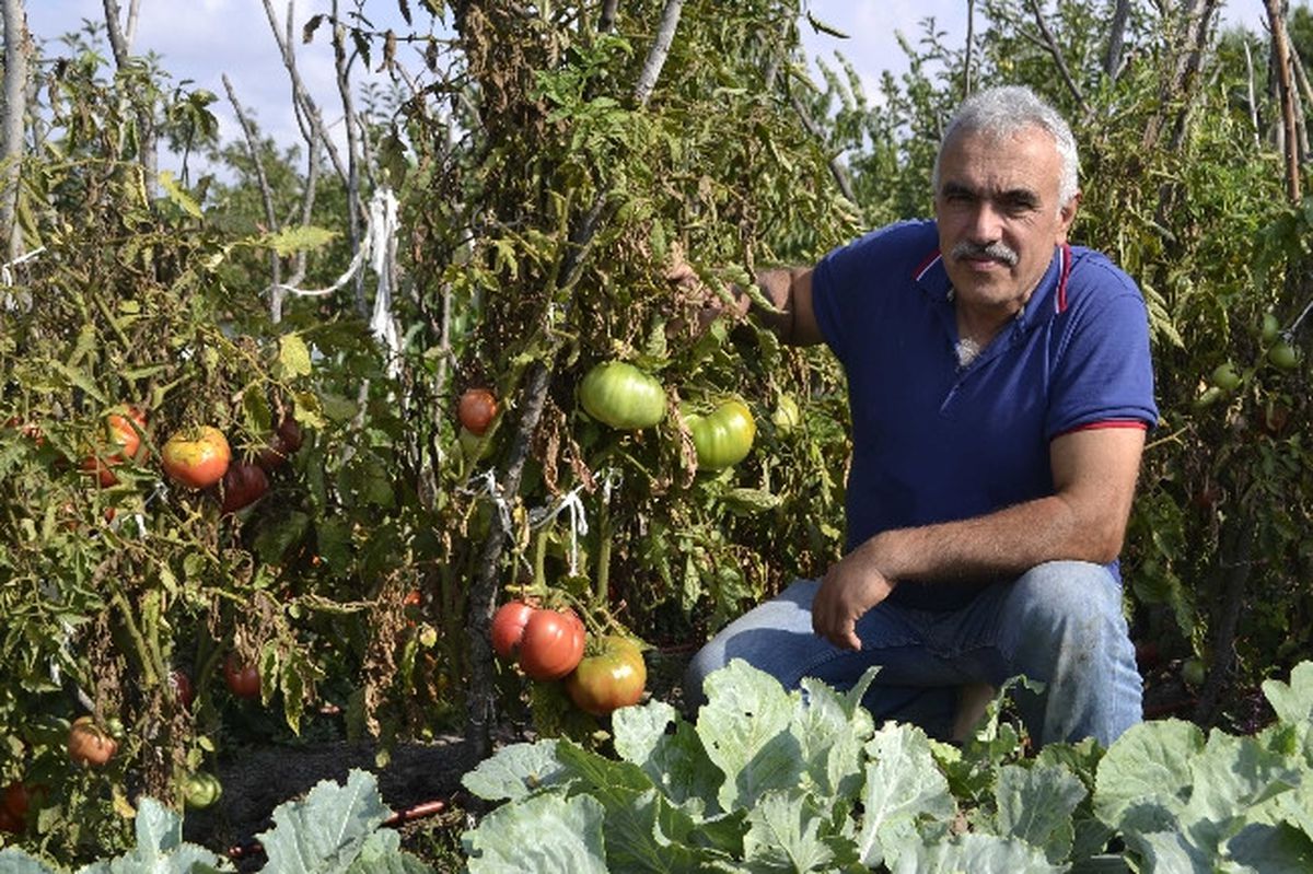 Kiloluk Pembe Domatesler Yetiştirdi