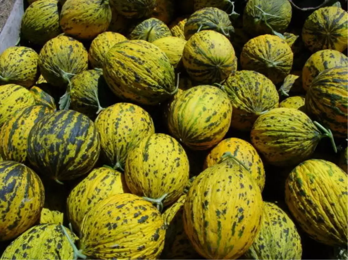 "Kırkağaç Kavunu" Etiketli Geliyor