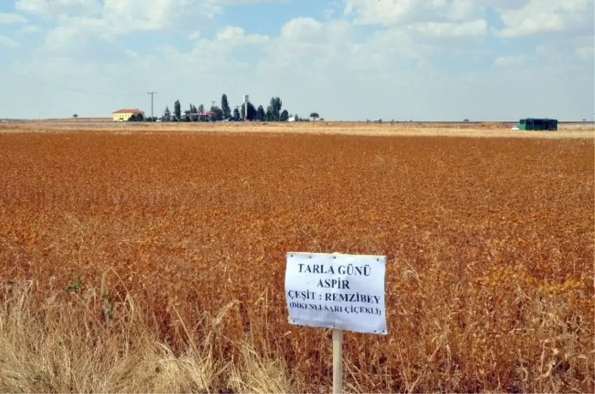 Konya'da 'Aspir Hasadı Tarla Günü'