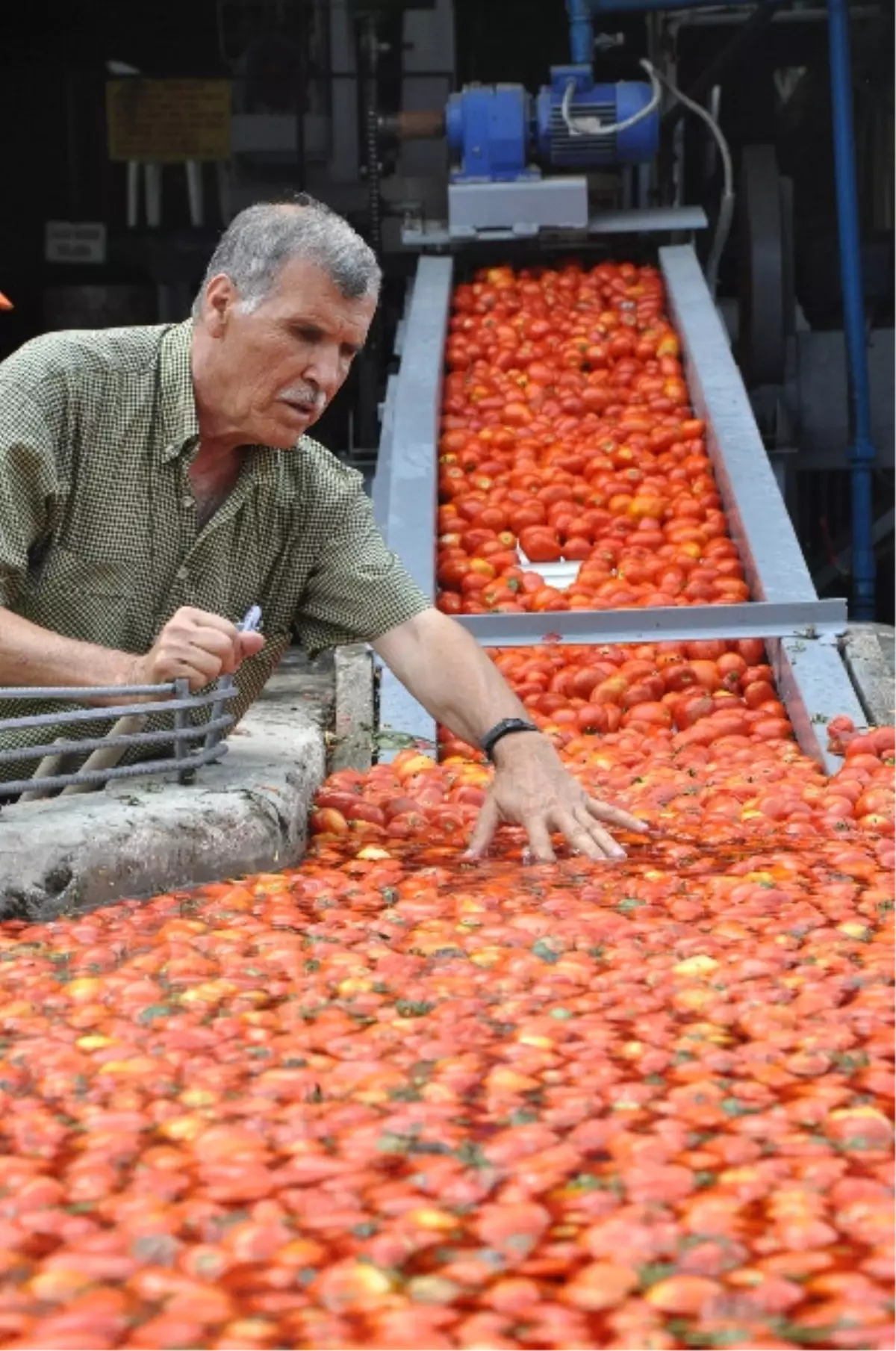 Kulaca Salça\'da Sezon Başladı