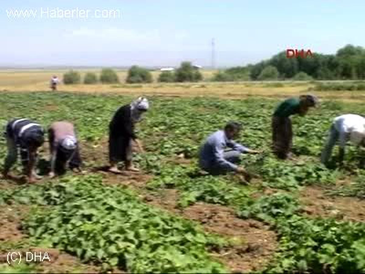 Muş Tarlada Düğün Mesaisi