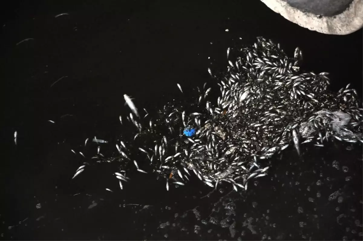 Samsun\'da Balık Ölümleri