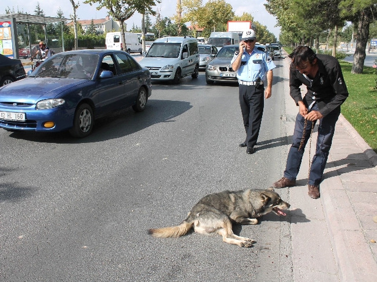Vicdansız Sürücü Çarptığı Köpeği Bırakıp Gitti