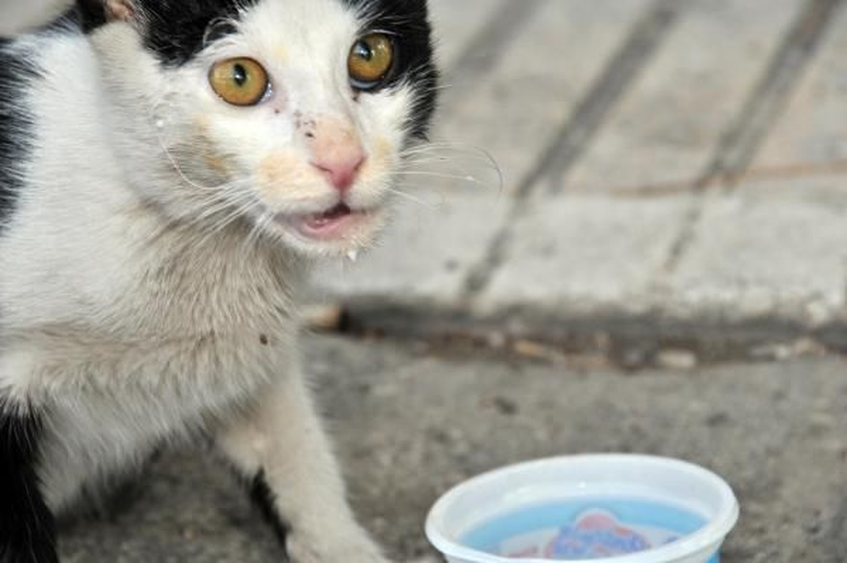 Yavru Kedi Çukurova\'nın Sıcağında Dondurmayla Serinledi