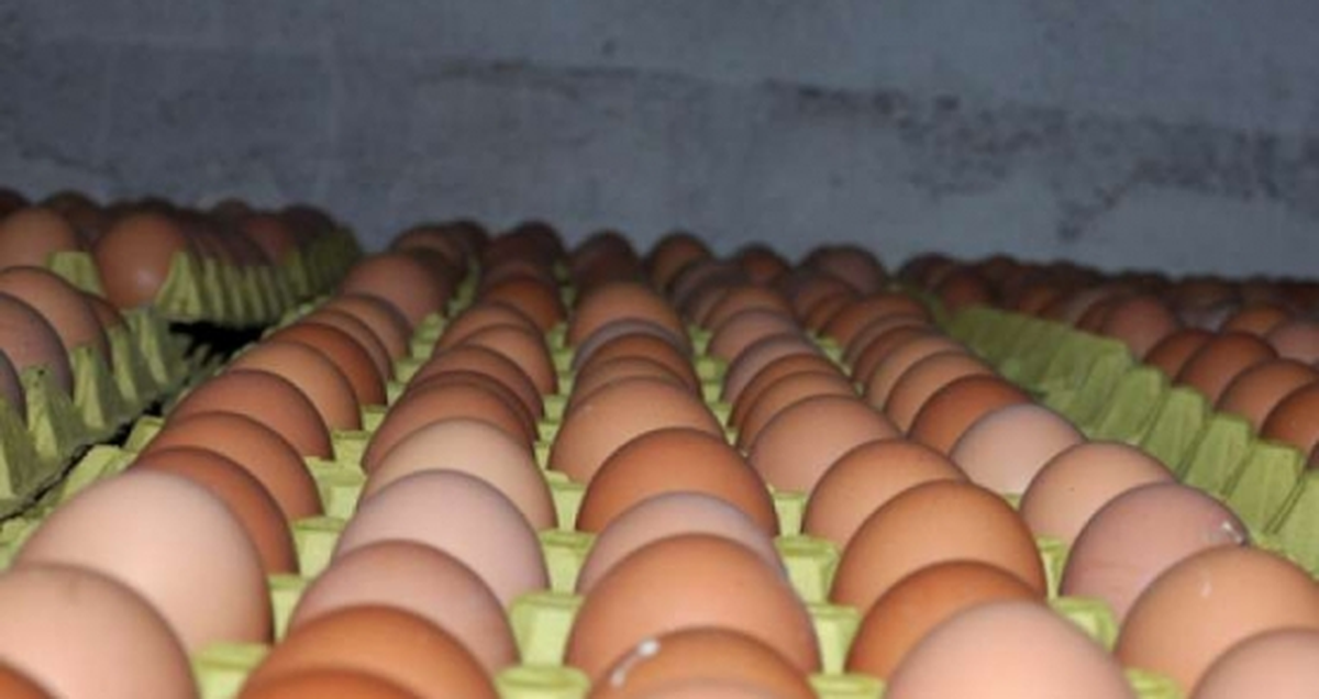Yumurta Fiyatlarındaki Yüzde 35\'lik Artış Üreticiyi Sevindirdi