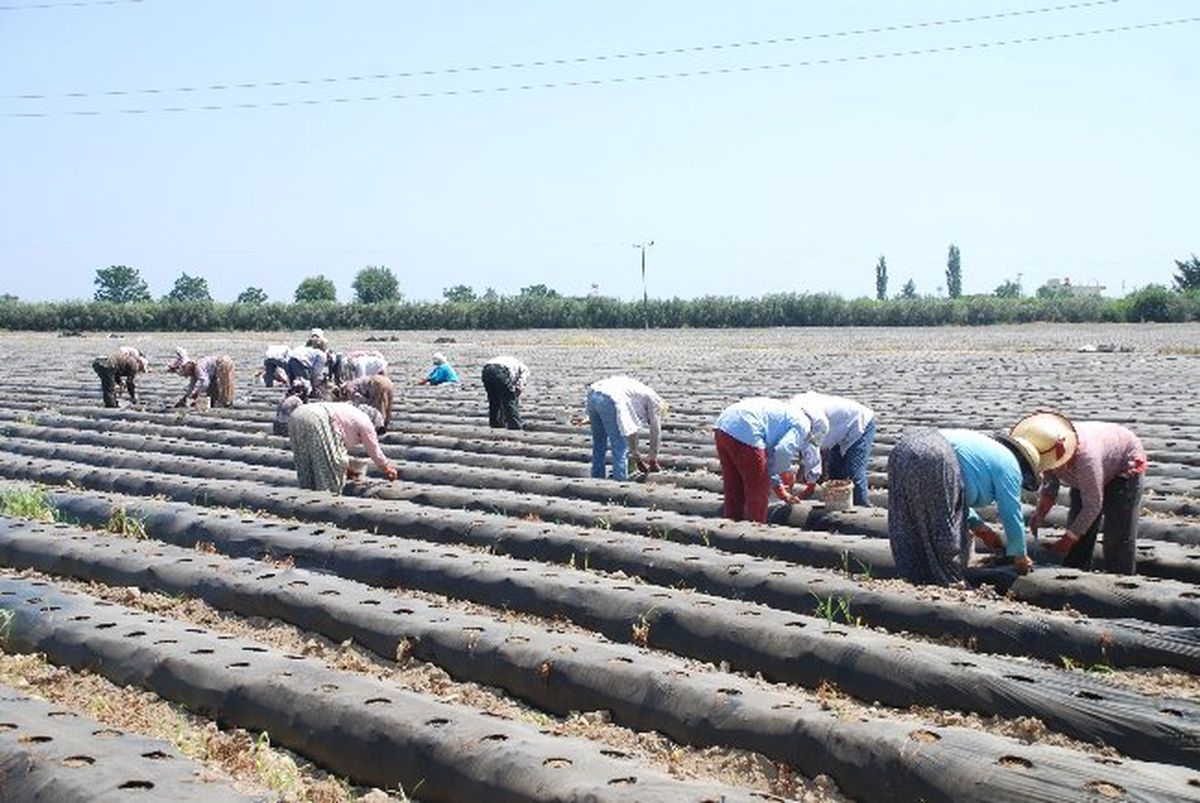Çilek İşçileri 45-50 Derece Sıcaklıkta Çalışıyor