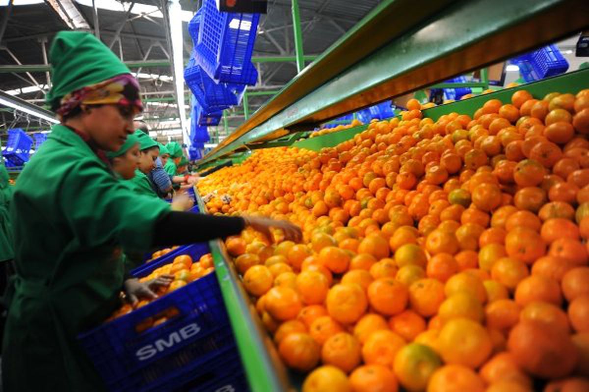 Mandalina Üreticileri Birliği Kanada\'da Tanıtıldı


