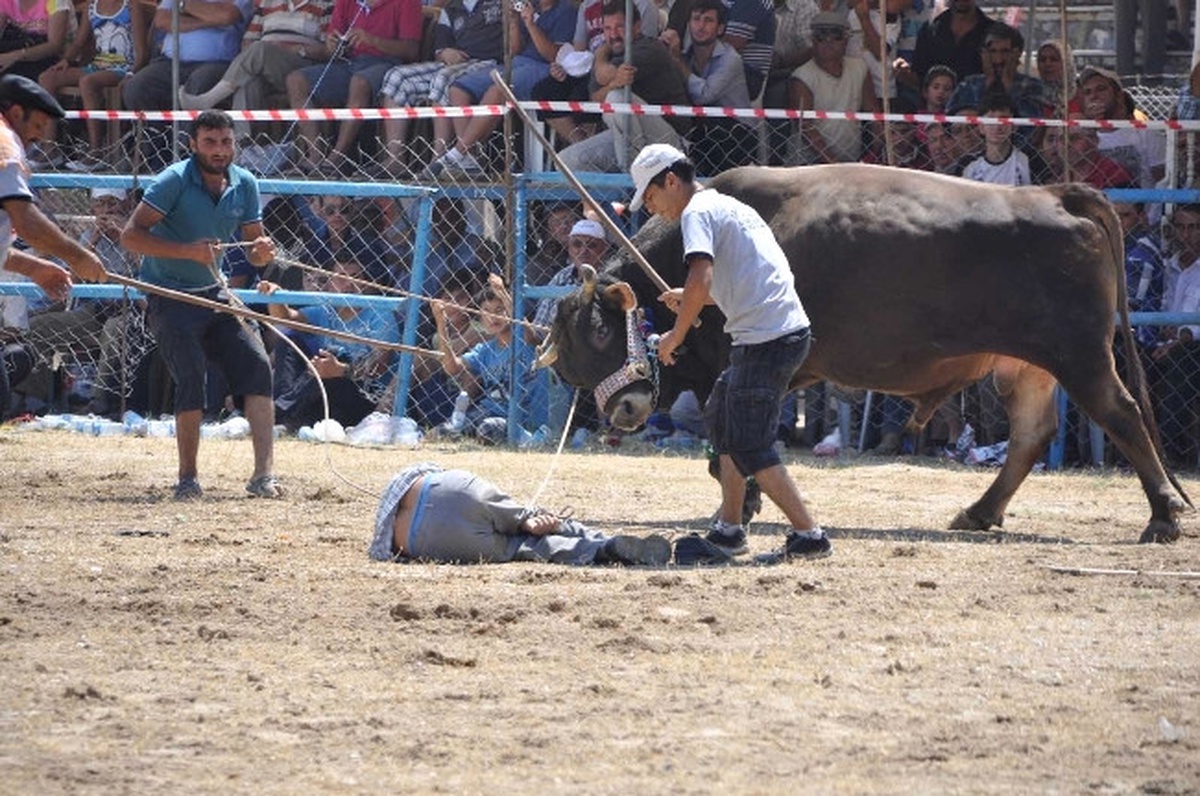 Rakibinden Kaçan Boğa Öfkesini Seyirciden Çıkardı