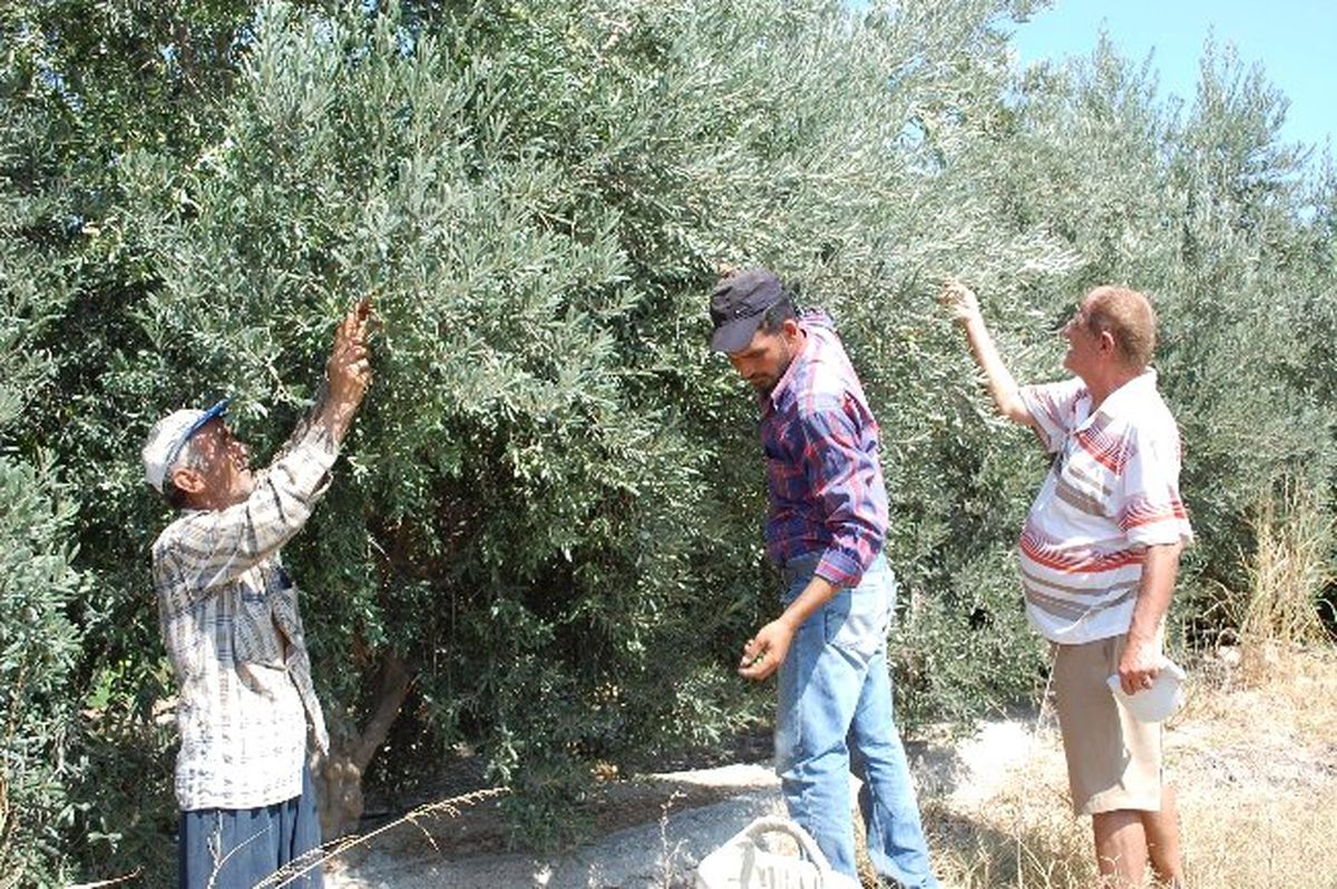 Silifke\'de İlk Zeytin Hasadı Yapıldı