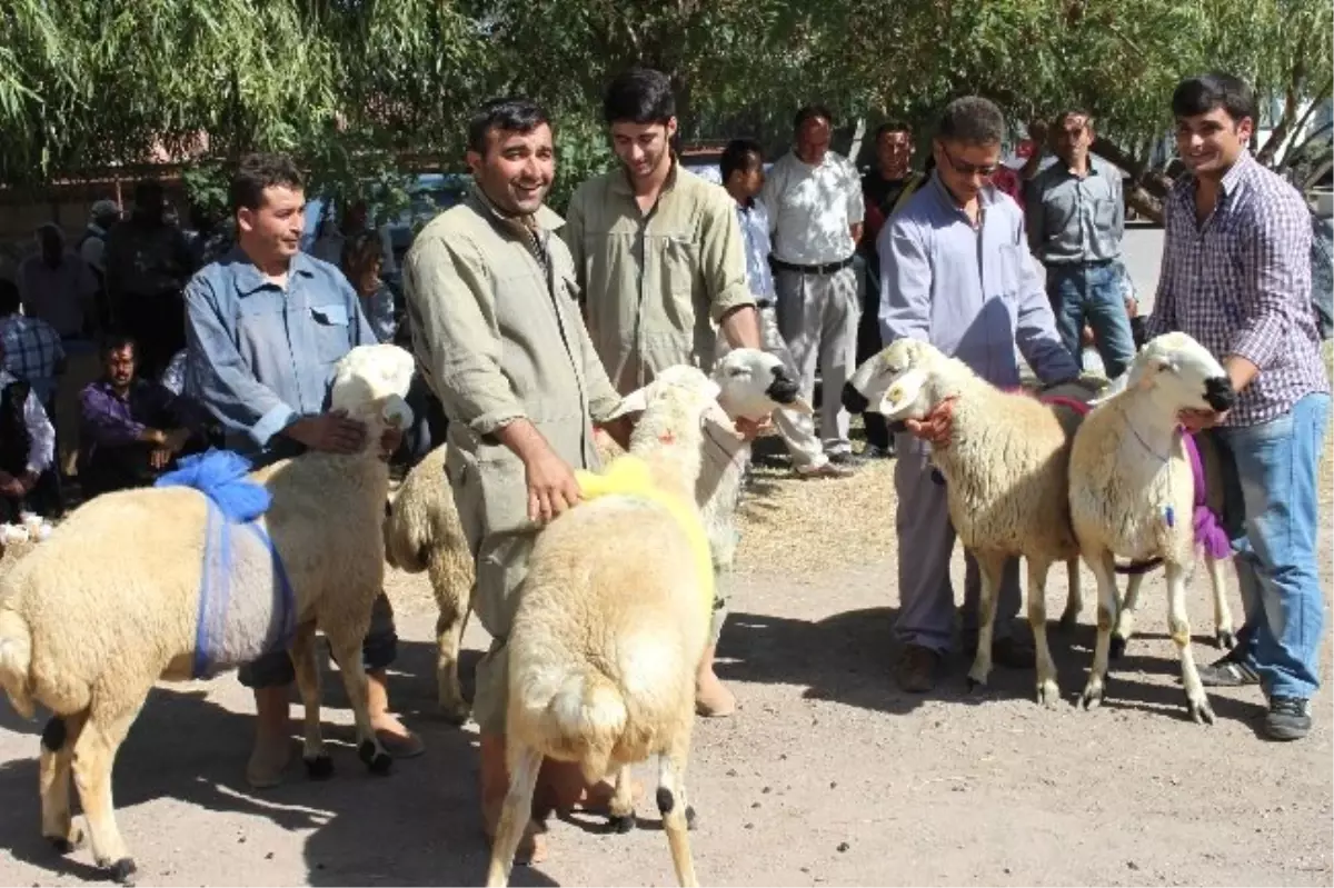 Aksaray'da 104 Damızlık Koç Dağıtıldı