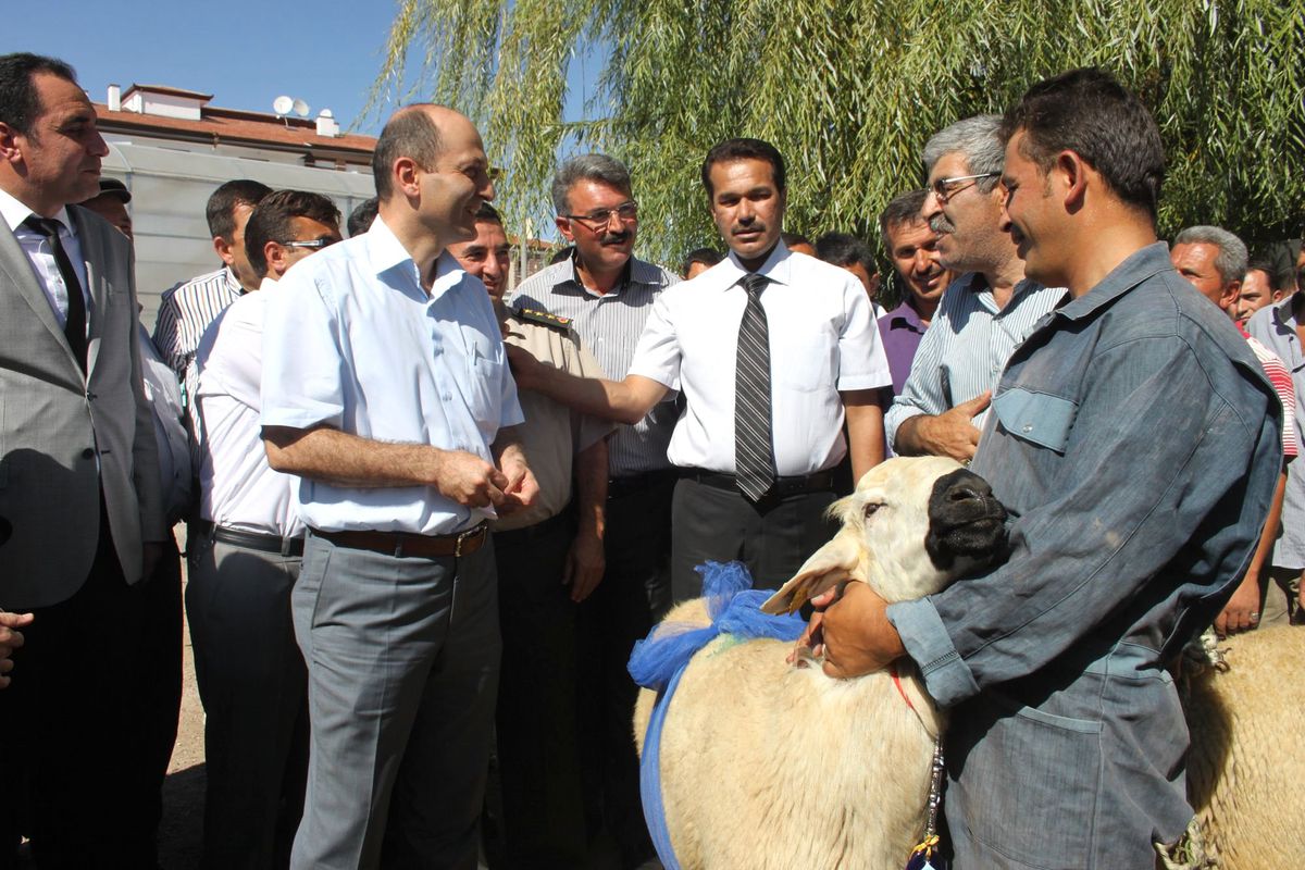 Aksaray\'da 104 Damızlık Koç Dağıtıldı