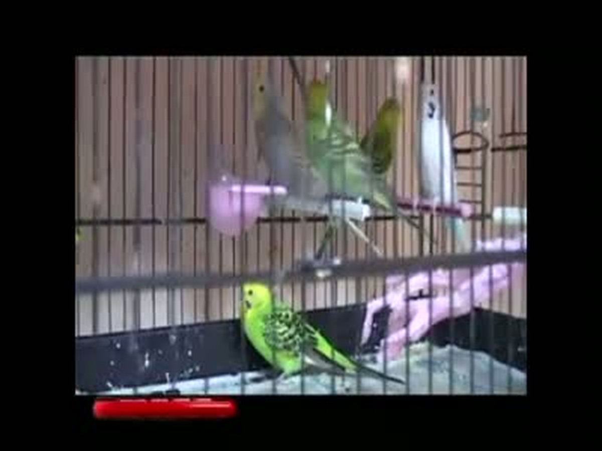 Derdi \'Para\' Olmayan Tek Hırsız