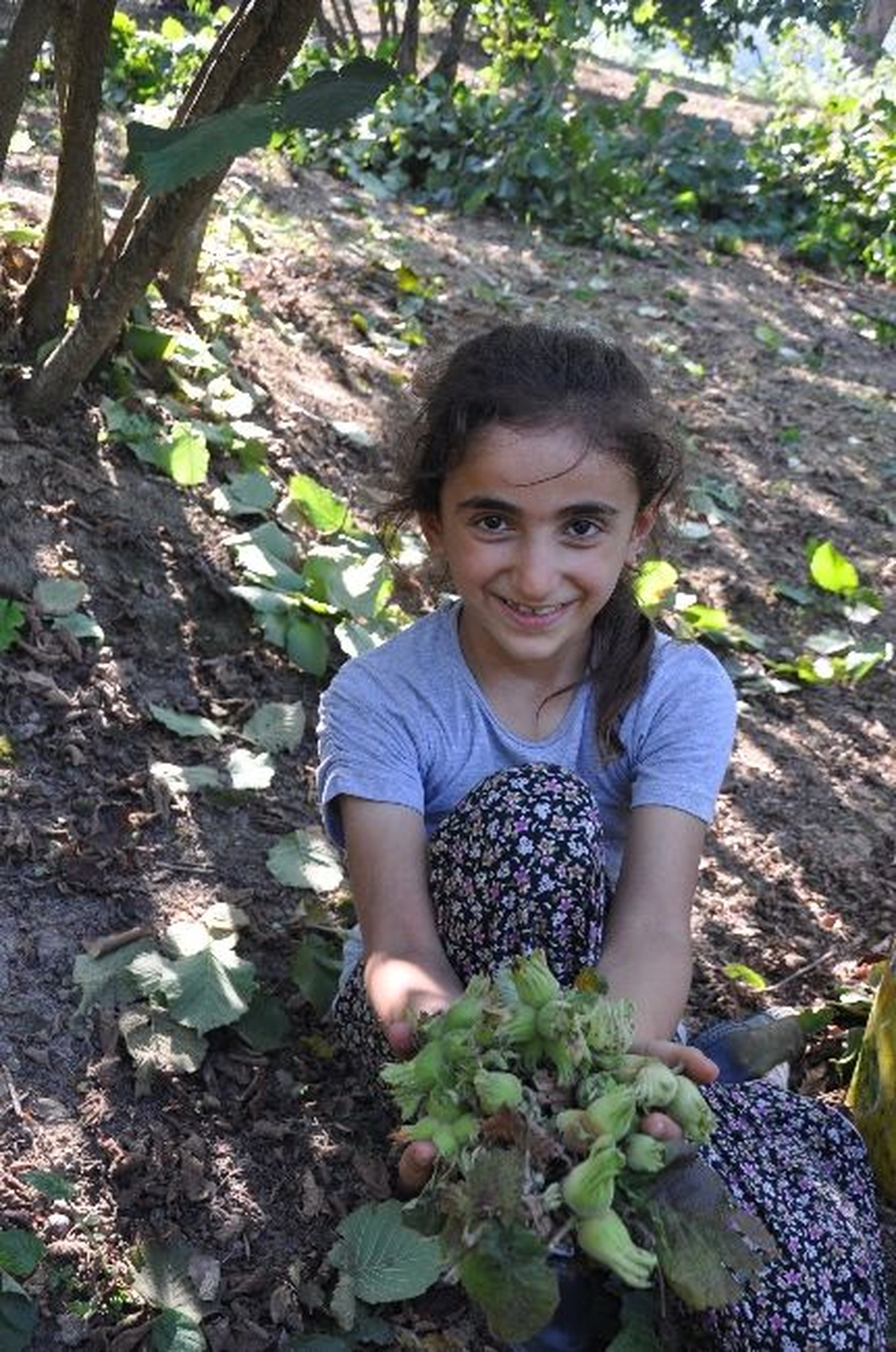 Düzce\'de Fındık Hasadı Devam Ediyor