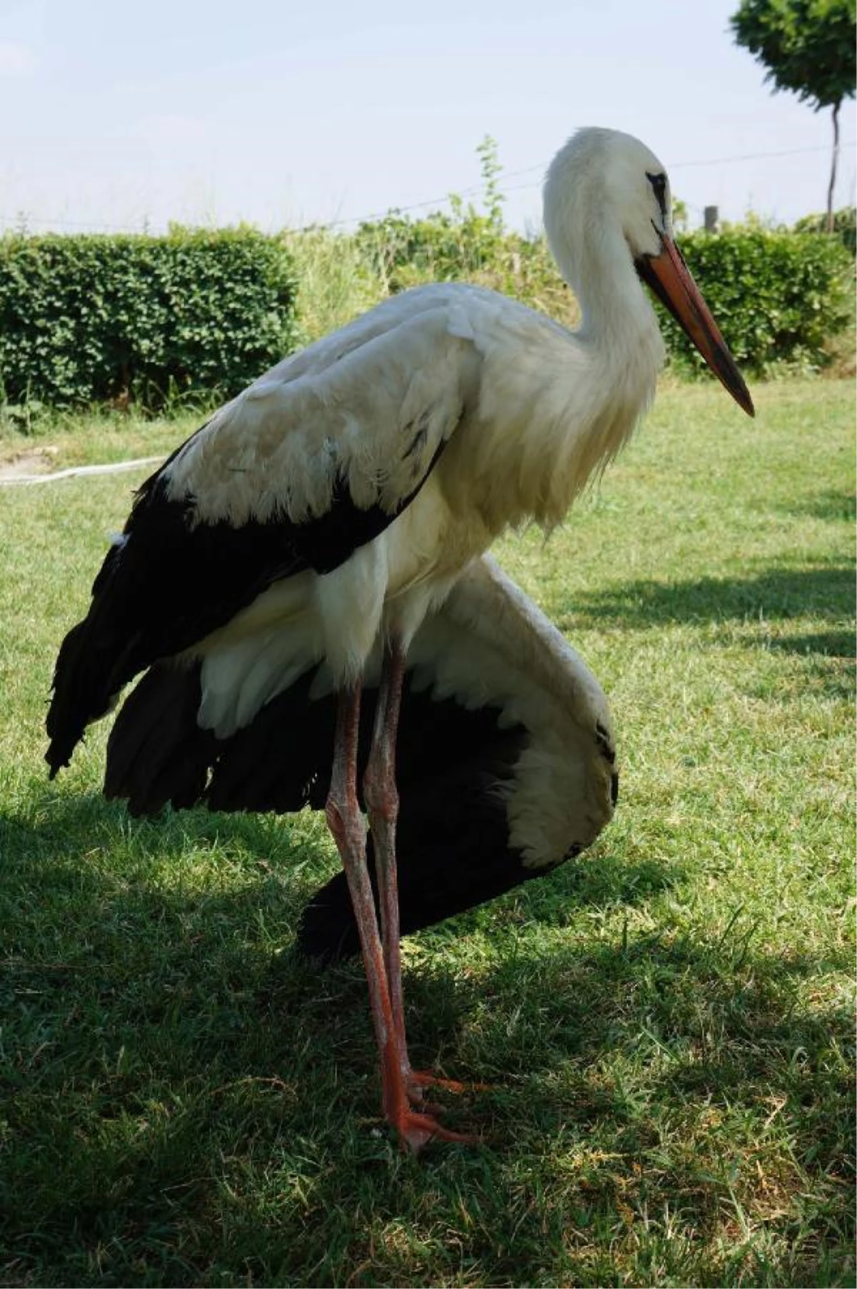 Leyleğin Kırık Kanadı Alçıya Alındı