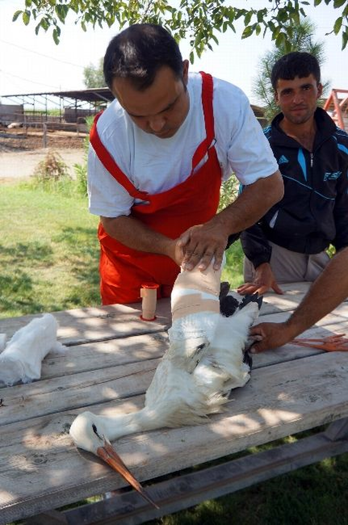 Manisa\'da Yaralı Leylek Tedavi Altına Alındı