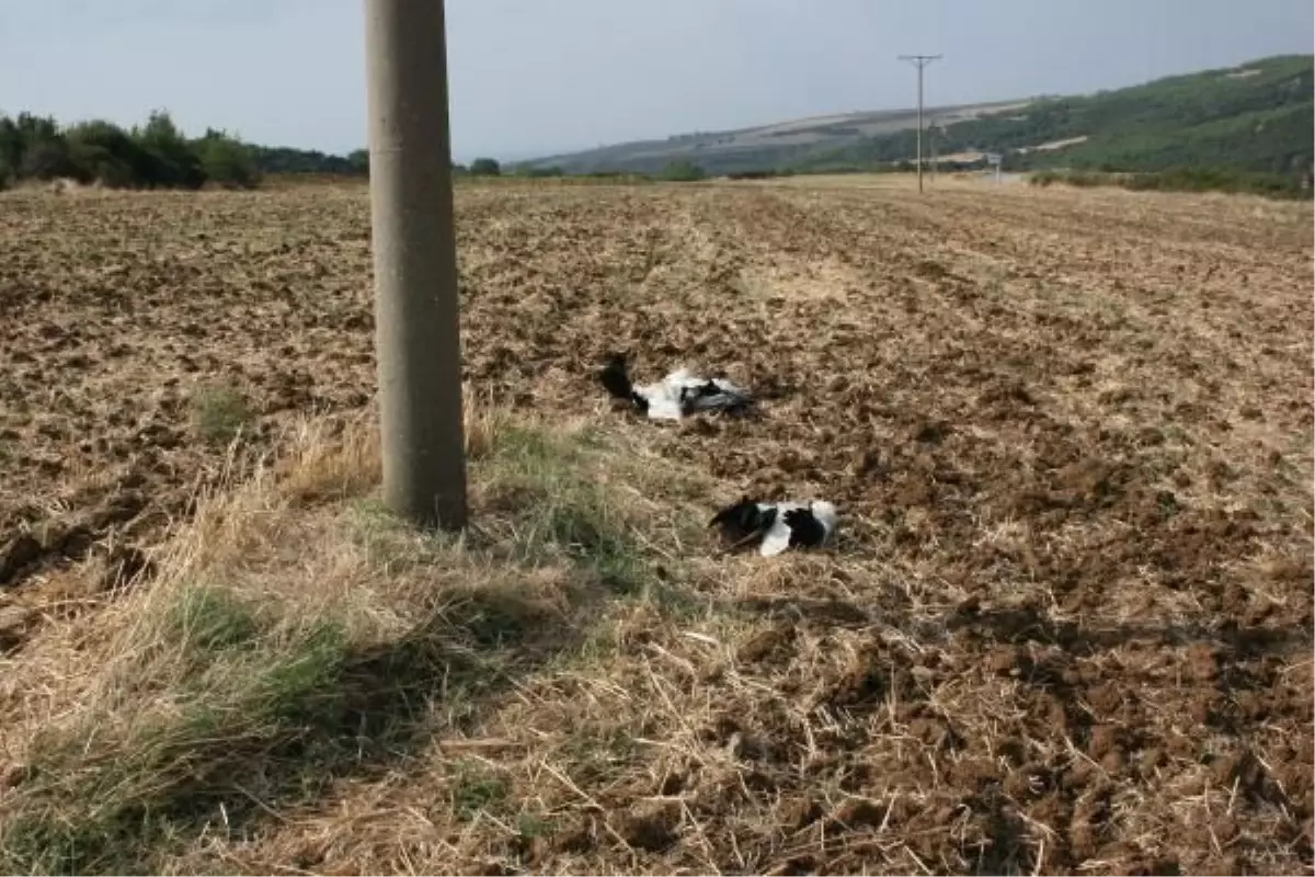 Tekirdağ\'da Toplu Leylek Ölümleri