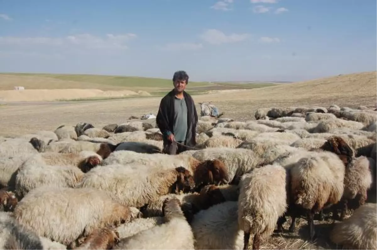 Üniversiteli Biyoloji Öğrencisi Muş\'ta Çobanlık Yapıyor