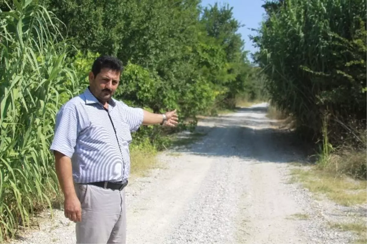 Vekil Devreye Girdi, Yol Islah Edildi