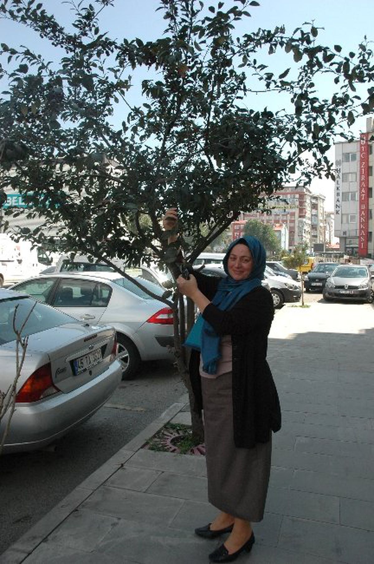Yol Ortasında Bulunan Elma Ağacı Vatandaşların İlgisini Çekiyor