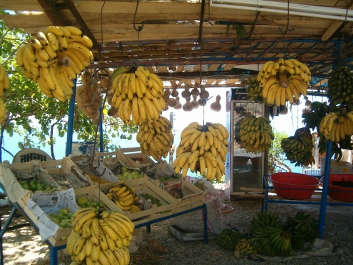 Alanya\'da Muz Üreticisinin Yüzü Gülecek
