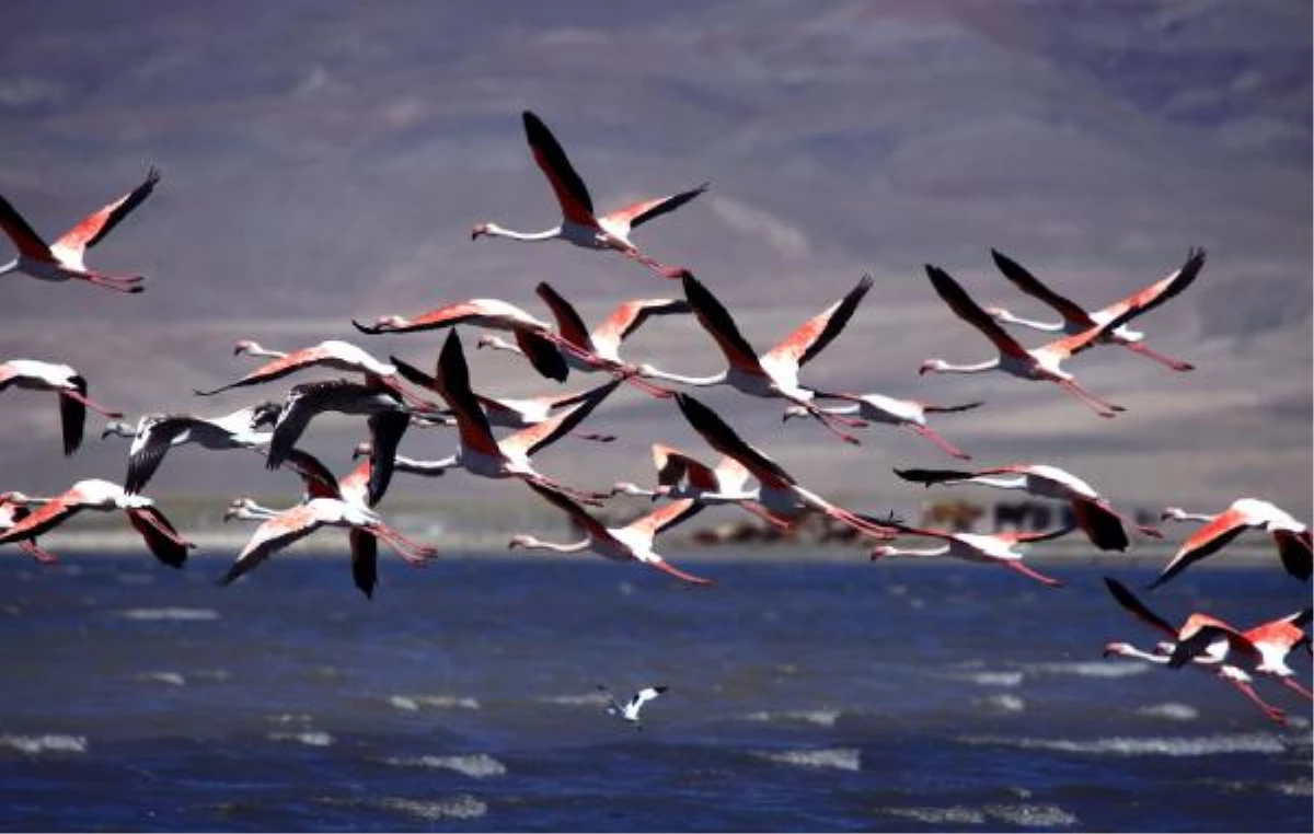 Flamingolar Van Gölü Havzasını Renklendirdi