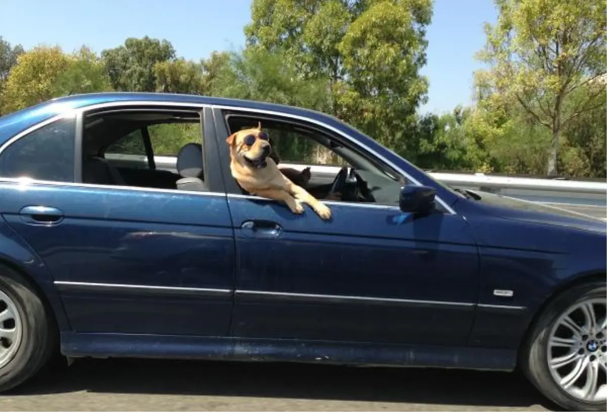 Gözlüklü Köpeğin Yolculuğu