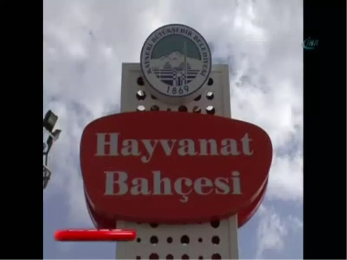 Harikalar Diyar\'ının Harika Ayıları