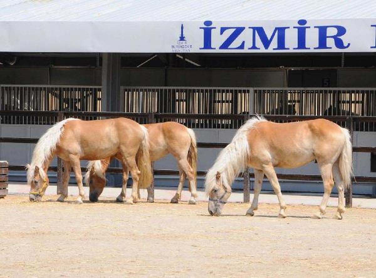 İzmir\'in Faytonlarında Çifte Standart