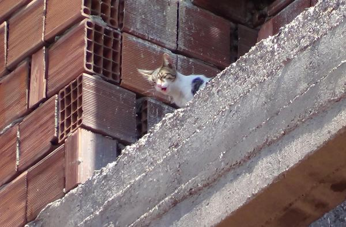 Kedi, Kendisini Kurtarmaya Gelen İtfaiyecileri Görünce 5\'nci Kattan 2\'nci Kata Atladı