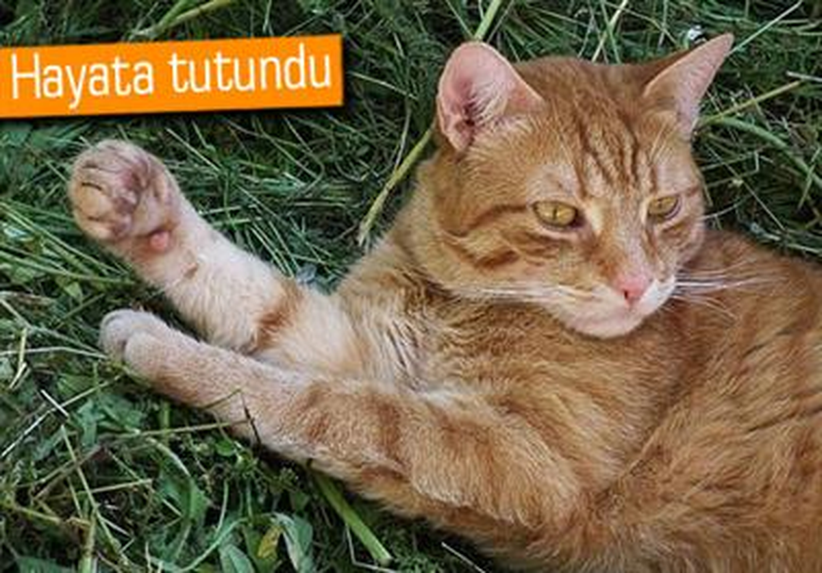 Köpekten Kediye Kan Nakli Başarılı Oldu