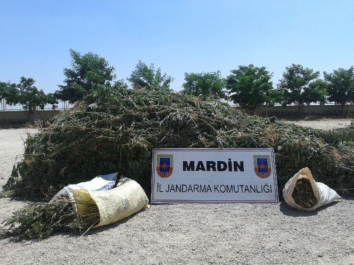 Mardin\'de 6 Bin 300 Kök Hint Keneviri Ele Geçirildi