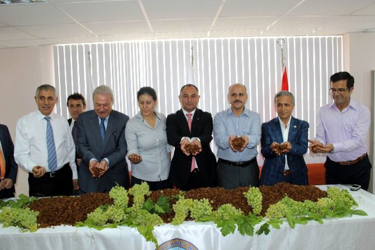 Salihli\'de İlk Üzüm Sevinci
