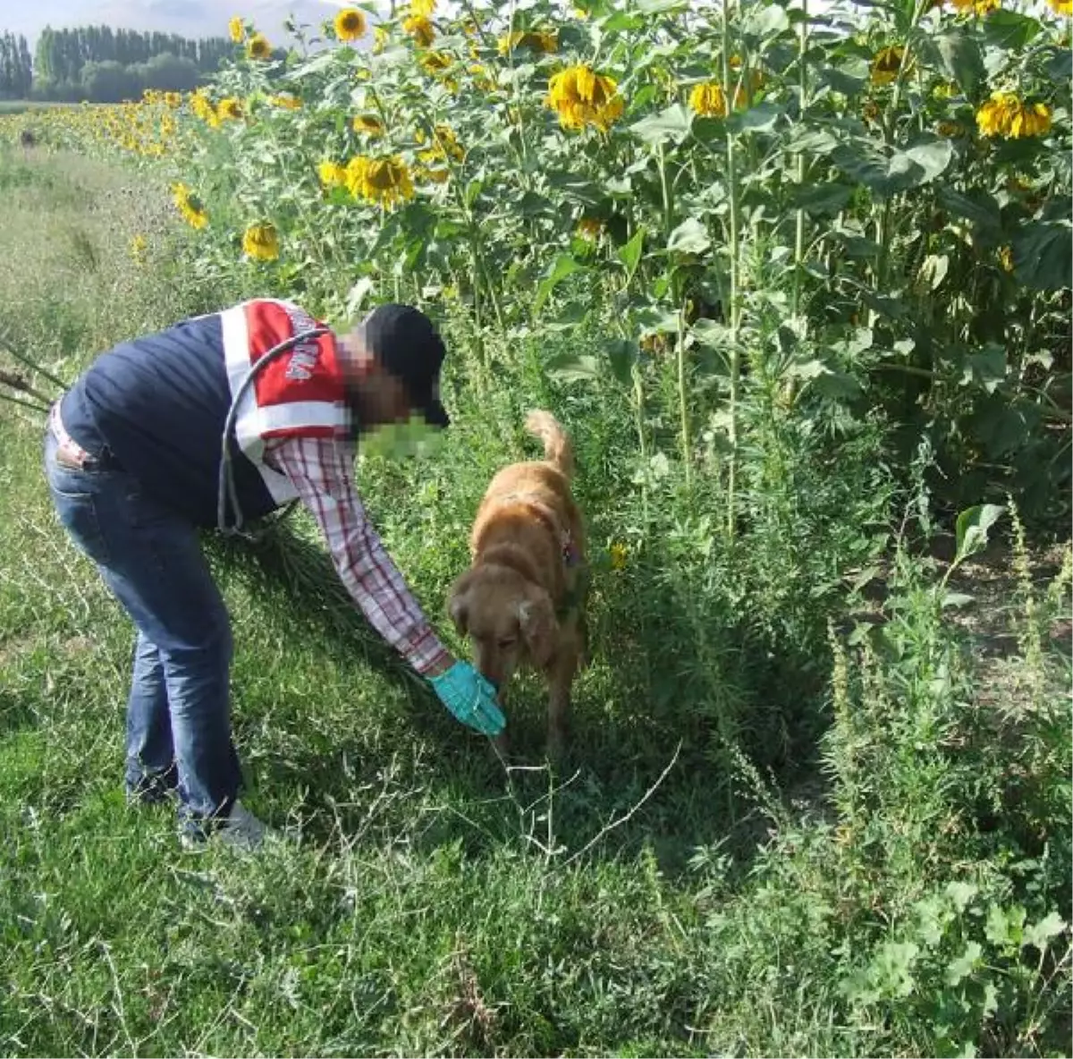 \'Tarçın\' Erzurum\'da 1 Milyon Kök Keneviri Ortaya Çıkardı