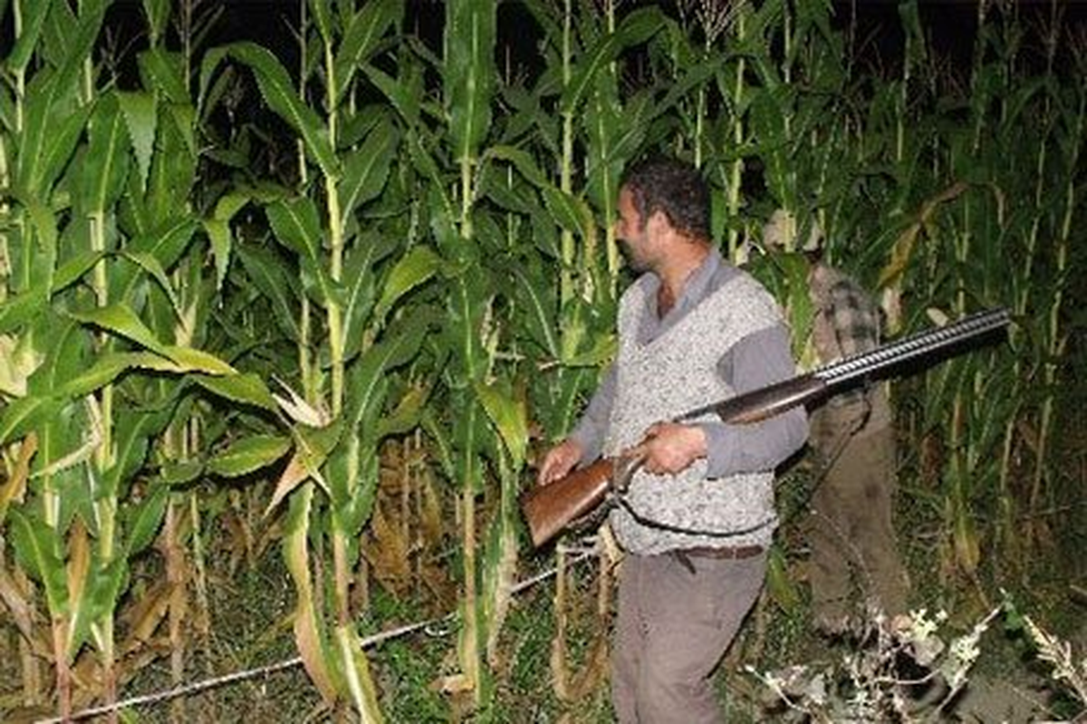 Adana\'da Mısır Tarlasında Hırsızlık Nöbeti