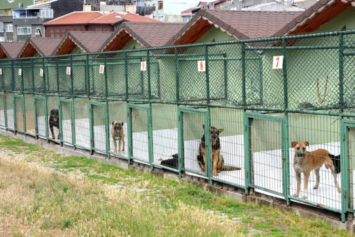 Beyoğlu\'nun Sevimli Sakinleri Sahiplerini Bekliyor